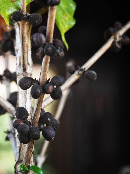 Planta de café en el árbol — Foto de Stock