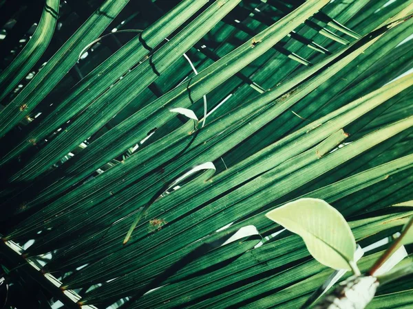 Kaunis vihreä trooppisia lehtiä — kuvapankkivalokuva