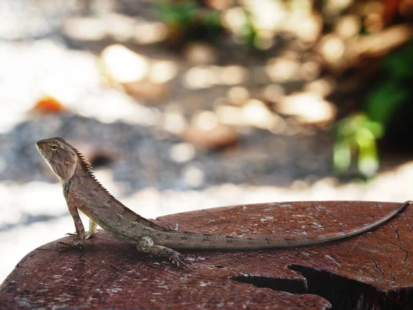 Primer plano de lagarto marrón — Foto de Stock