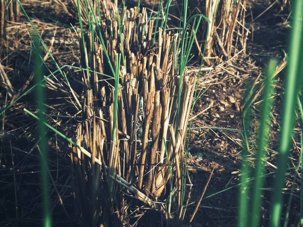 Close up de folhas de grama — Fotografia de Stock