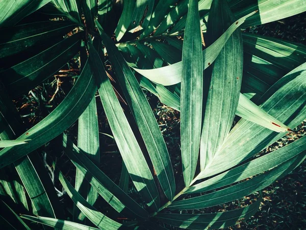 Vackra gröna tropiska blad — Stockfoto