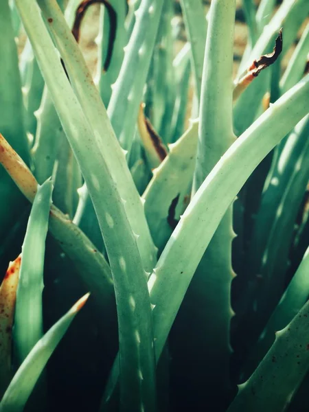 Primo piano dell'Aloe vera — Foto Stock