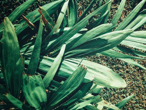 Прекрасне зелене тропічне листя — стокове фото