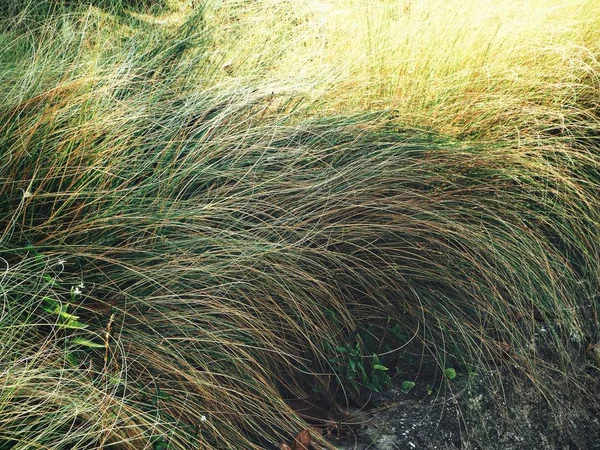 Zbliżenie liści trawy — Zdjęcie stockowe