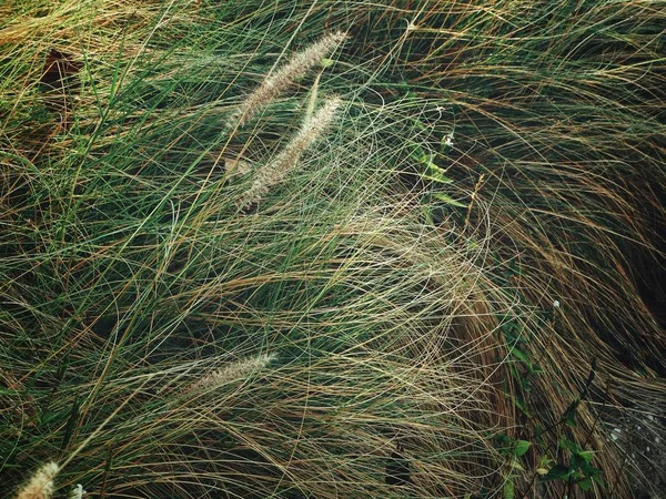 Primo piano di foglie d'erba — Foto Stock