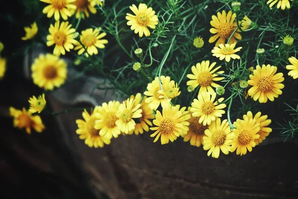 Hermosa flor de margarita amarilla — Foto de Stock