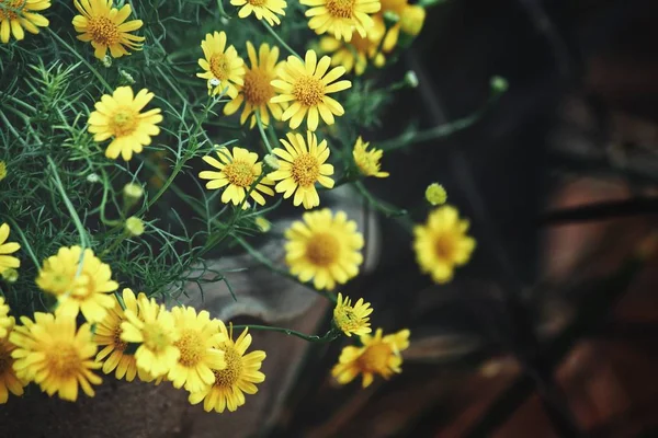 Güzel sarı papatya çiçeği — Stok fotoğraf