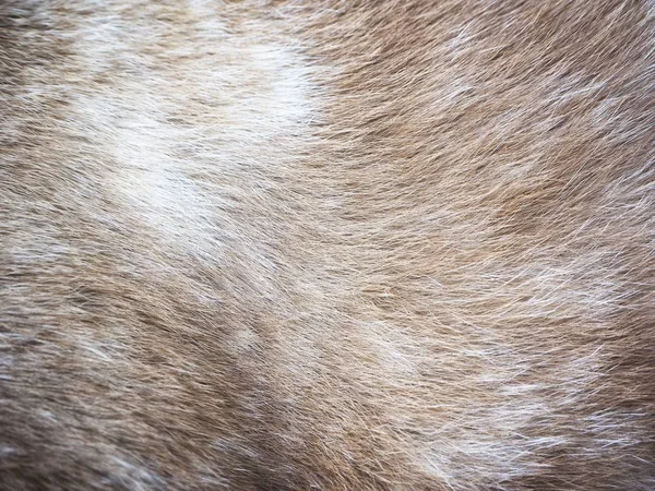 Cat fur background or texture — Stock Photo, Image