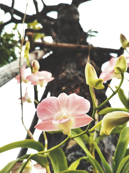 Belo de flores rosa de orquídea — Fotografia de Stock