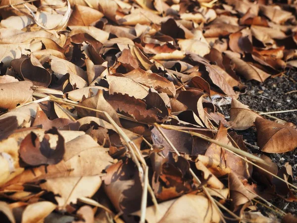 Piękne z brązowych suszonych liści — Zdjęcie stockowe