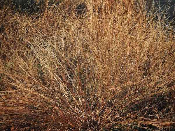 Sušená tráva opustit pozadí nebo textury — Stock fotografie