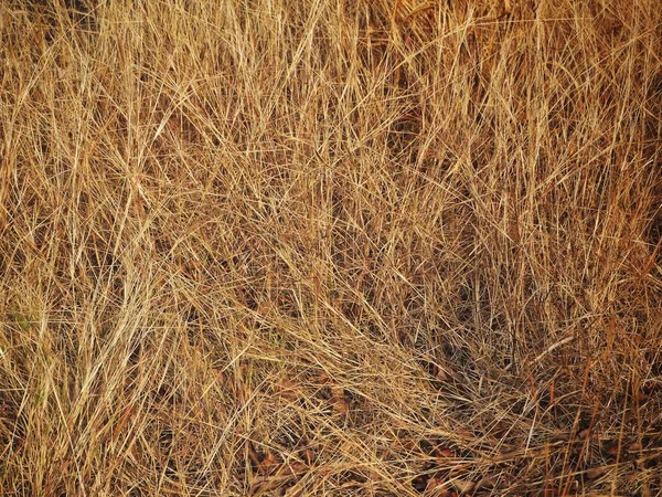 Grama seca deixar fundo ou textura — Fotografia de Stock