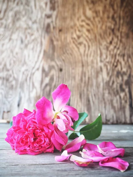 Hermoso de rosa rosa flor — Foto de Stock