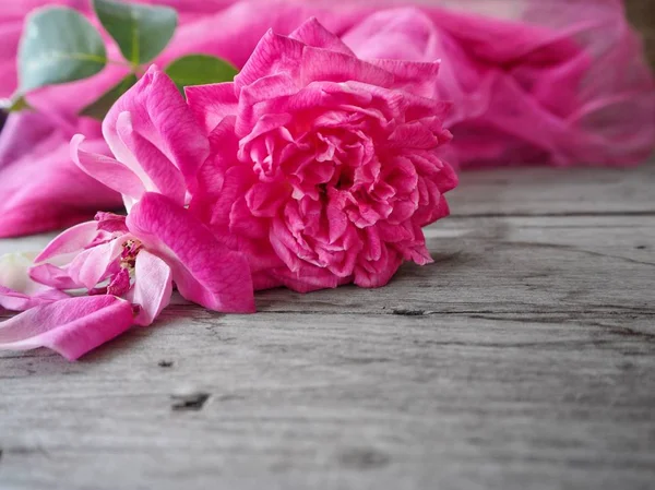 Mooi van roze roos bloem — Stockfoto