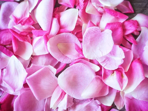 아름다운 분홍빛 장미 꽃 — 스톡 사진