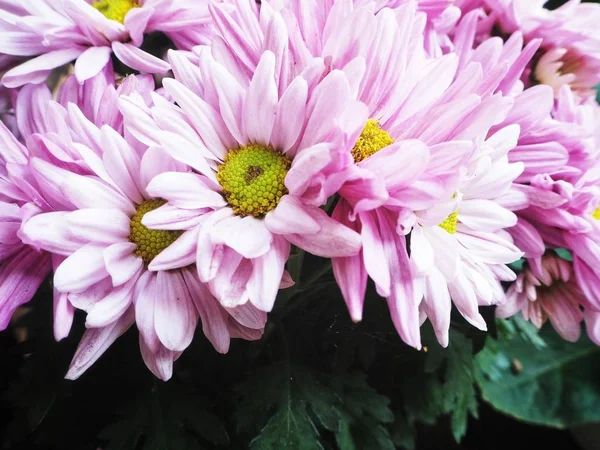 ピンクの菊の花の美しい — ストック写真