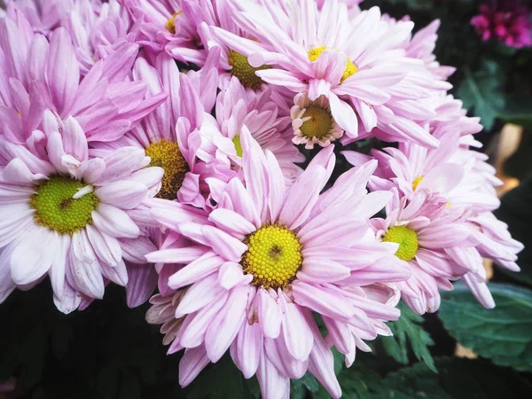 Beautiful of pink chrysanthemum flowers — Stock Photo, Image