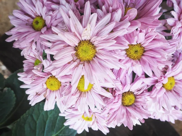 Beautiful of pink chrysanthemum flowers — Stock Photo, Image