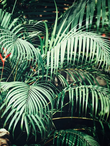 Vackra gröna tropiska blad — Stockfoto