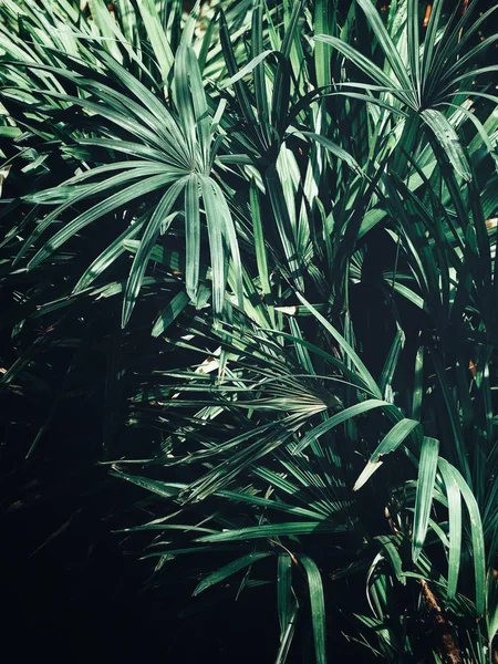 Krásné zelené tropické listy — Stock fotografie