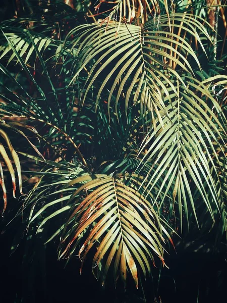 Bela de folhas tropicais verdes — Fotografia de Stock
