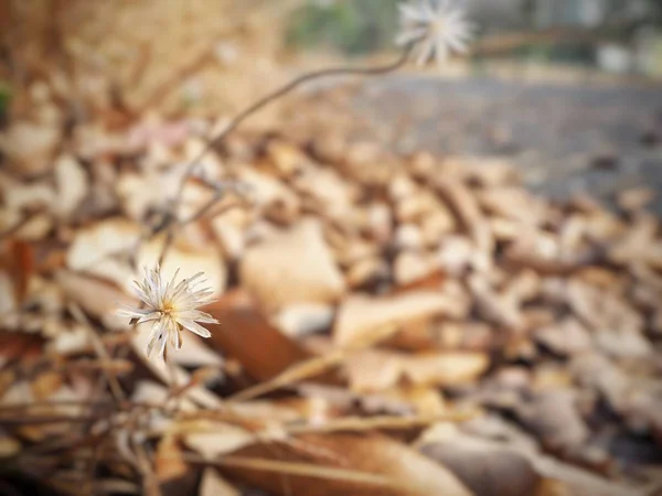 Hermosa de hojas secas marrón — Foto de Stock