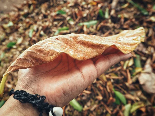 Vacker av bruna torkade blad på handen — Stockfoto
