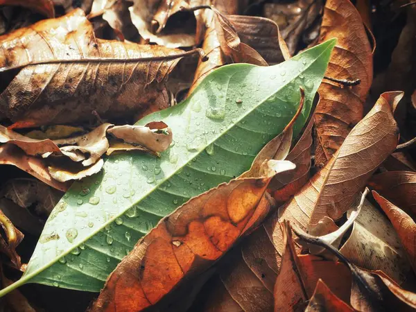 Beau de feuilles séchées fond — Photo