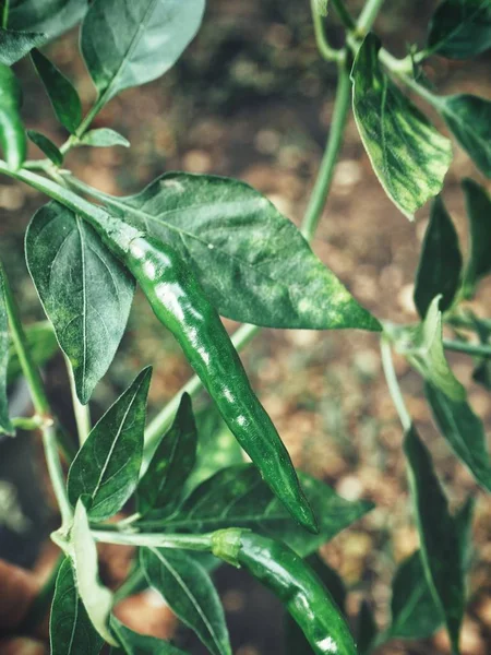 Sluiten van groene chili plant — Stockfoto