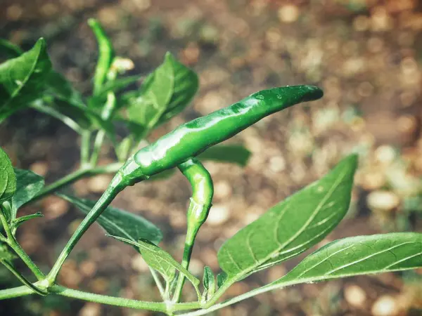 Закрыть зеленое растение чили — стоковое фото