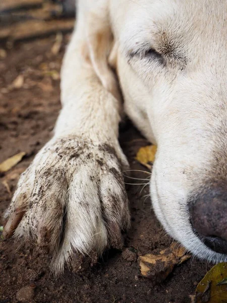 Bonito de cão labrador marrom — Fotografia de Stock