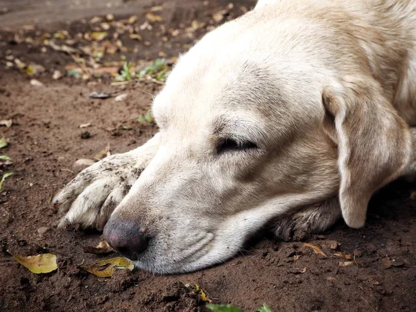 Lindo perro labrador marrón —  Fotos de Stock