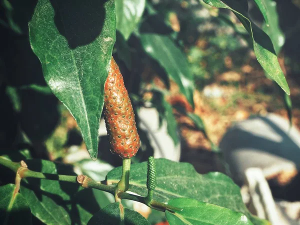 Pimenta longa indiana e folhas — Fotografia de Stock