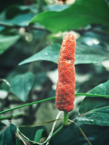 Indiase lange peper en bladeren — Stockfoto