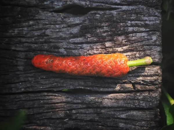 Indian Long Pepper auf Holz Hintergrund — Stockfoto
