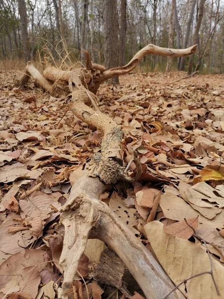 Gros plan de l'arbre dans la forêt — Photo