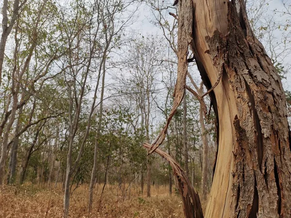 Tree in the forest landscape — Stock Photo, Image