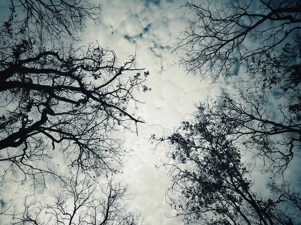 Orman manzarasında bir ağaç — Stok fotoğraf