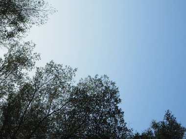 Ağaç ve gökyüzü manzarası kavramı