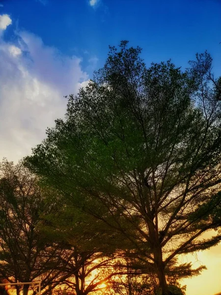 Природа Дерева Блакитного Неба Сонячним Світлом — стокове фото