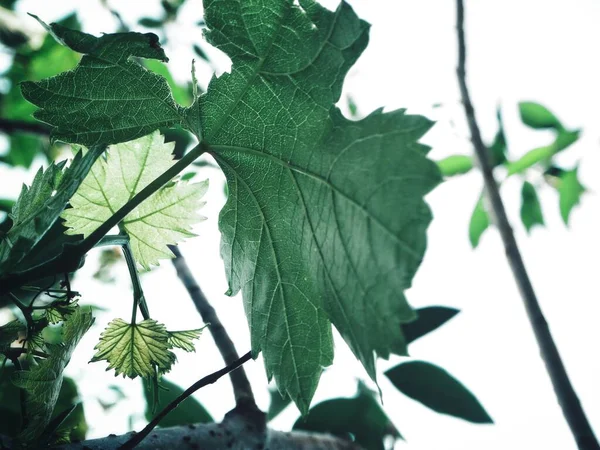 Bela Uvas Folhas Verdes — Fotografia de Stock