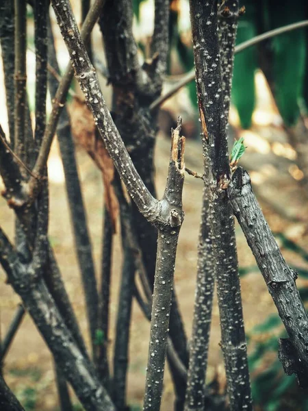 Avvicinamento Del Ramo Secco Sull Albero — Foto Stock