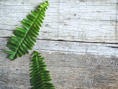 Tropikal eğrelti yaprakları güzel