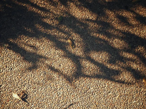 Schatten Der Blätter Auf Braunem Hintergrund — Stockfoto