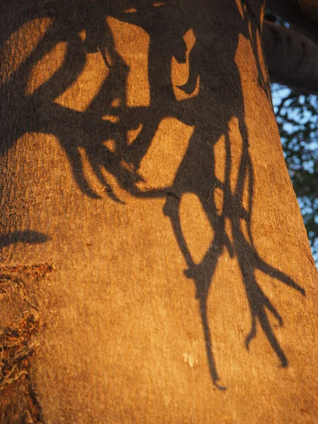 Sombra Folhas Árvore — Fotografia de Stock