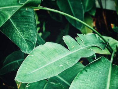 Yeşil tropik yaprakların güzelliği