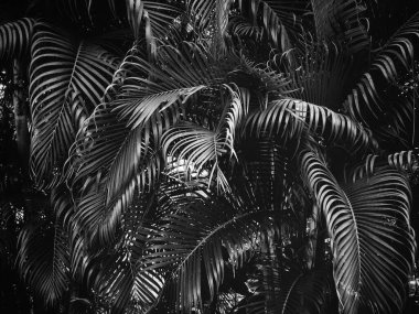 Siyah ve beyaz tropikal yapraklar