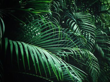 Yeşil tropik yaprakların güzelliği