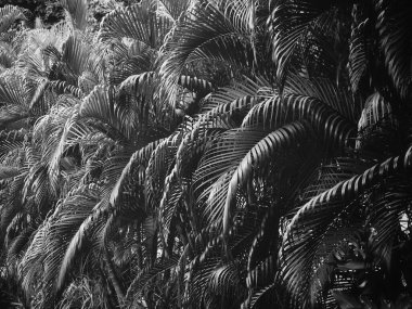 Siyah ve beyaz tropikal yapraklar