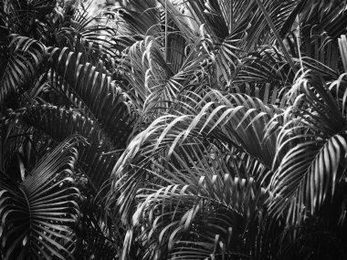 Siyah ve beyaz tropikal yapraklar